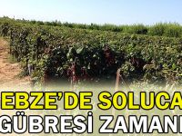 Gebze’de solucan gübresi zamanı