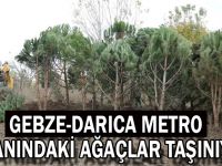 Gebze-Darıca metro alanındaki ağaçlar taşınıyor