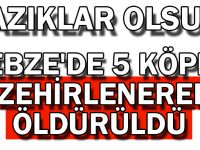 Gebze'de 5 köpek zehirlenerek öldürüldü