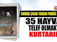 35 HAYVAN TELEF OLMAKTAN KURTARILDI