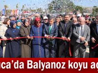 Darıca'da Balyanoz koyu açıldı