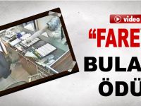 Bu "fareyi" bulana ödül