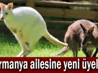 Ormanya ailesine yeni üyeler