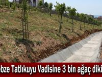 Gebze Tatlıkuyu Vadisine 3 bin ağaç dikildi