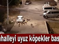 Mahalleyi uyuz köpekler bastı