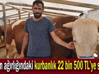 Bir ton ağırlığındaki kurbanlık 22 bin 500 TL’ye satıldı