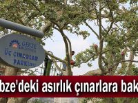 Gebze'deki asırlık çınarlara bakım