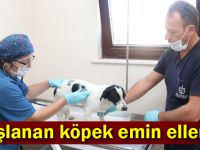 Taşlanan köpek emin ellerde