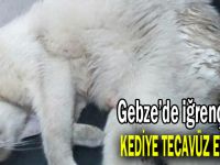Gebze'de  iğrenç olay! Kediye tecavüz ettiler