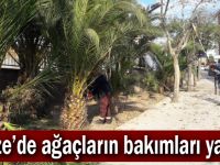 Gebze’de ağaçların bakımları yapıldı