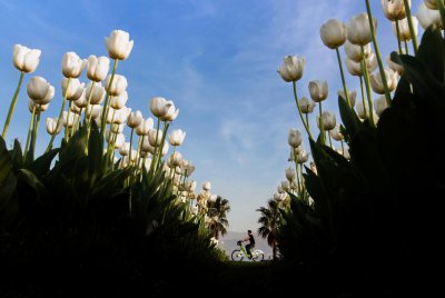 3.buyuksehir.emre-bostanoglu-lale-ve-bisiklet.jpg 3.buyuksehir.emre-bostanoglu-lale-ve-bisiklet.jpg