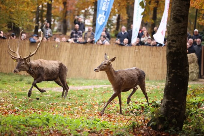 buyuksehirden-dogaya-7-yeni-kizil-geyik-daha---(12).jpg