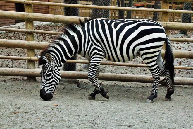 zebra-001.jpg