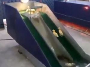 ÖRDEKLERİN EĞLENCESİ