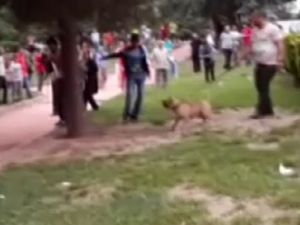 Pitbull dehşeti kamerada..