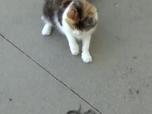 Kedi Yılanla Karşılaşırsa