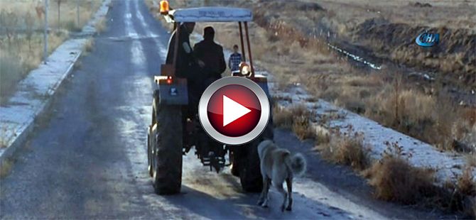 Köpeğini traktörün arkasına bağlayıp...