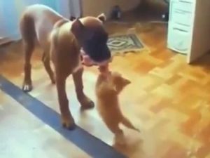 BU KEDİLER ÇILDIRMIŞ OLMALI