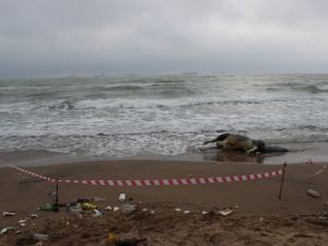 Bu sefer kıyıya ne vurdu